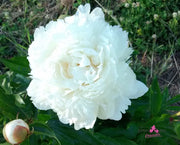 Bowl of Cream (Carl G. Klehm, 1963) - Cut flower