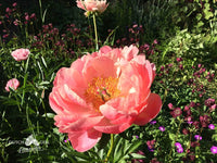Coral Sunset (Wissing/C. Klehm, 1965) - Cut flower