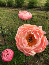 Coral Charm (Wissing, 1964) - Cut flower