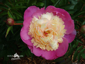 Bowl of Beauty (Hoogendorn,1949) - Cut flower