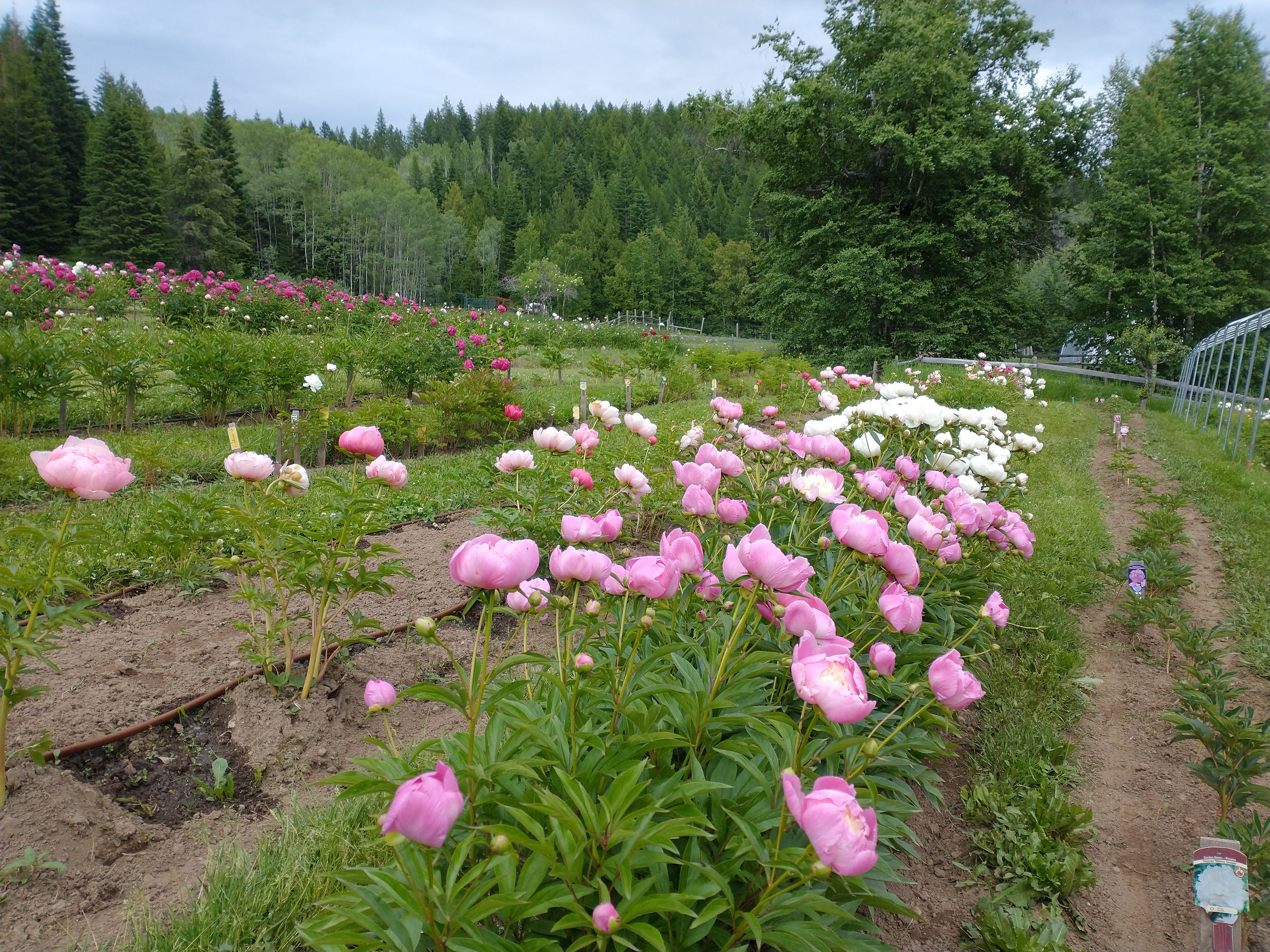 Kiev - Root – Dutch Girl Peonies (Division of Bear Spring