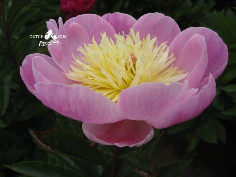 Lauren (A. Niva/Snelson, 1999) - Cut flower – Dutch Girl Peonies