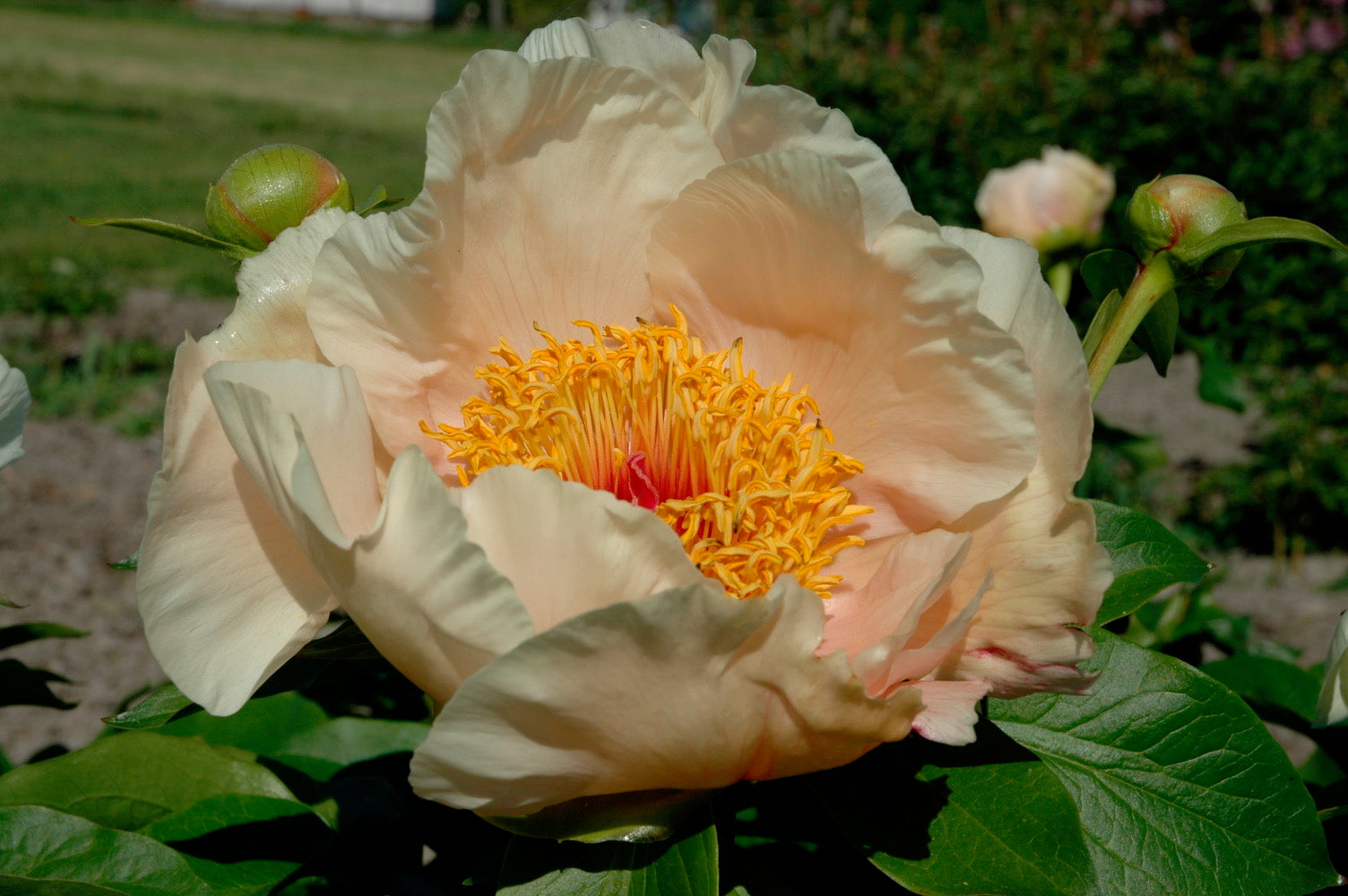 2024 Castlegar Peony Show – Dutch Girl Peonies