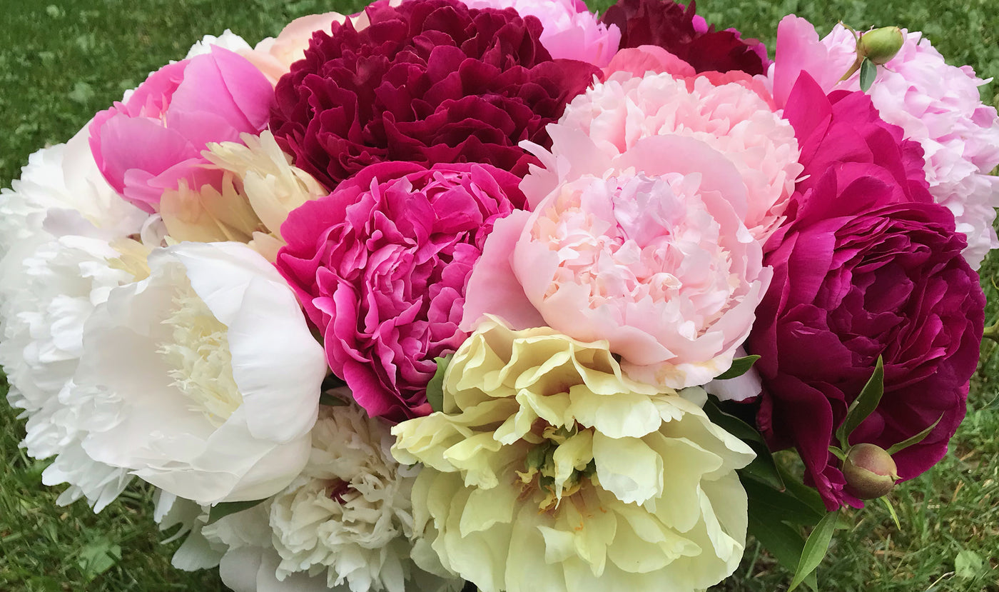Peony Flower Subscription