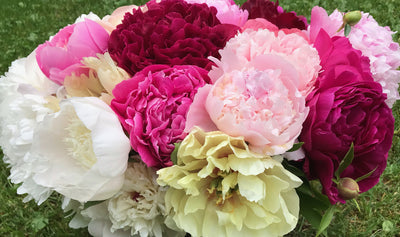 Peony Flower Subscription