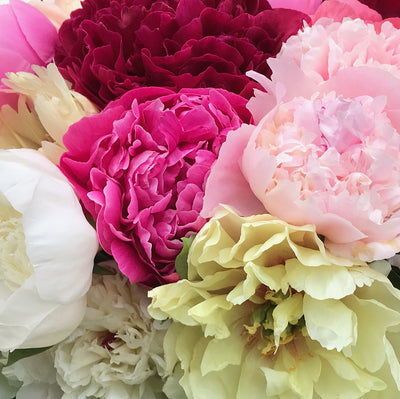 Peony Flower Subscription