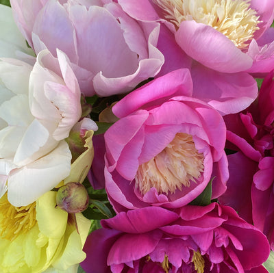 Peony Flower Subscription