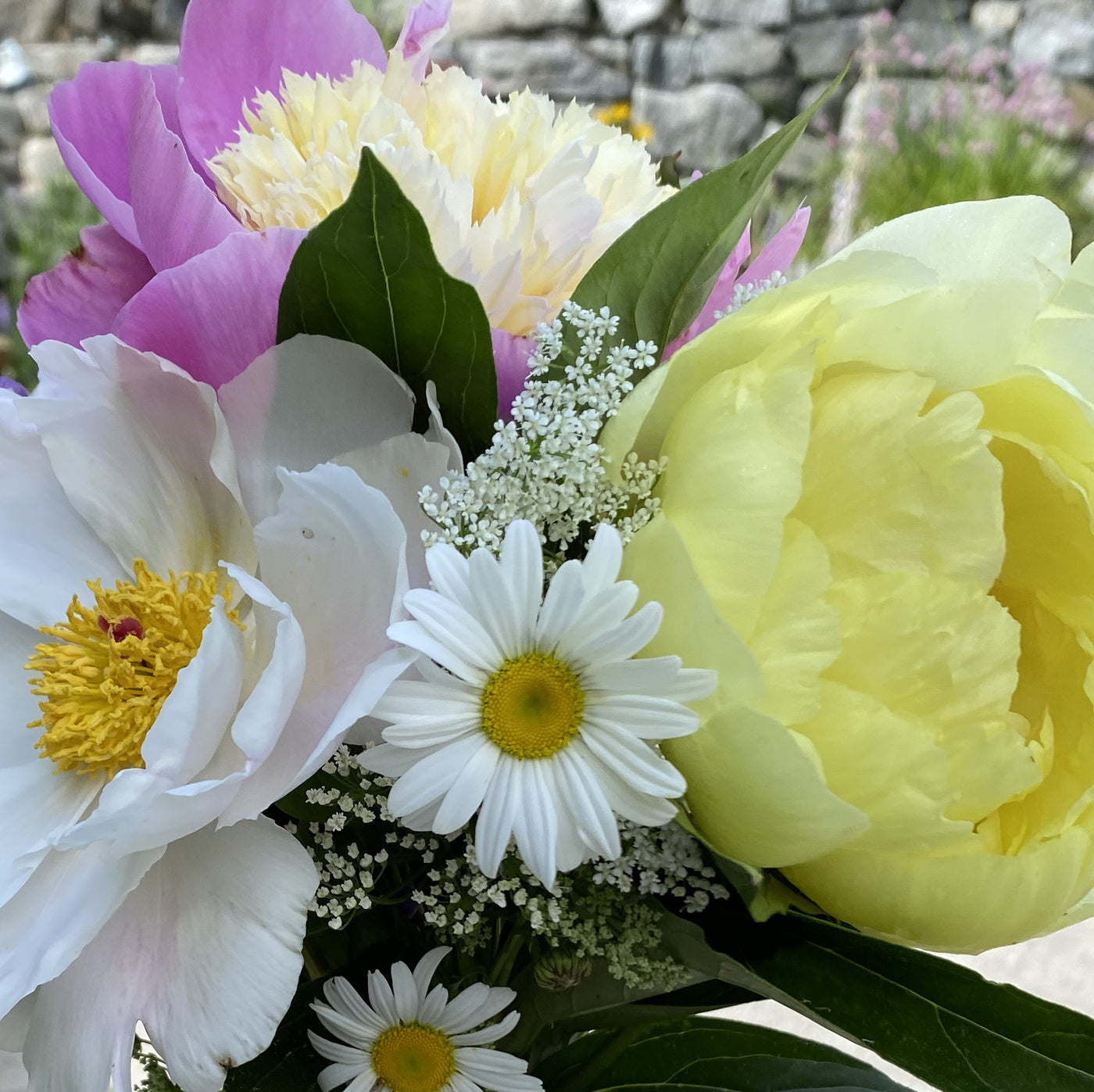 Peony Flower Subscription