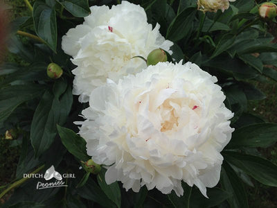 Flowering peony plant with white blooms featuring red flecks.