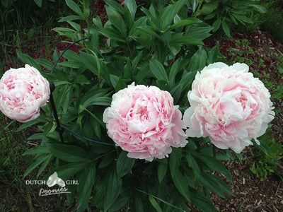 Pink bloomed peony