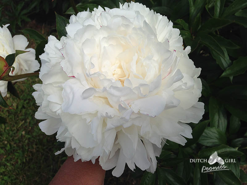 White bloomed peony