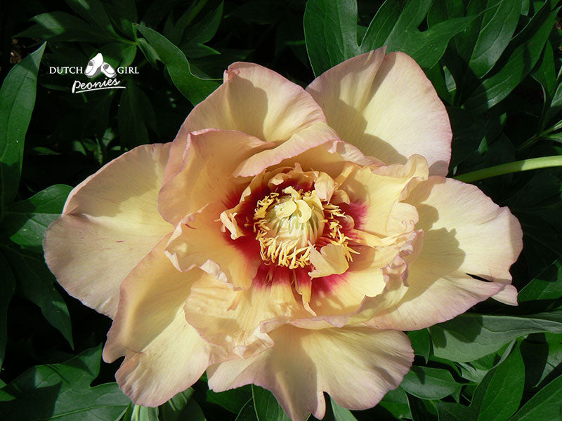 An ITOH peony with creamy yellow with apricot overtones and centre.