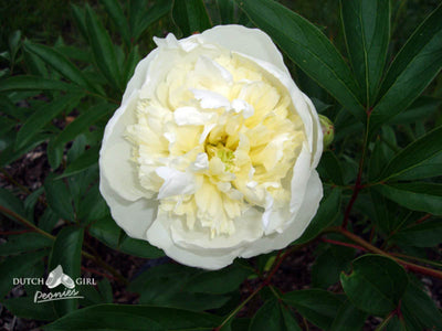 Flowering peony with creamy white exterior and yellow interior petals.