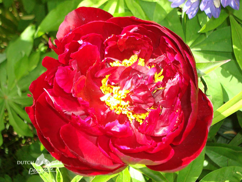 Peony featuring red blooms