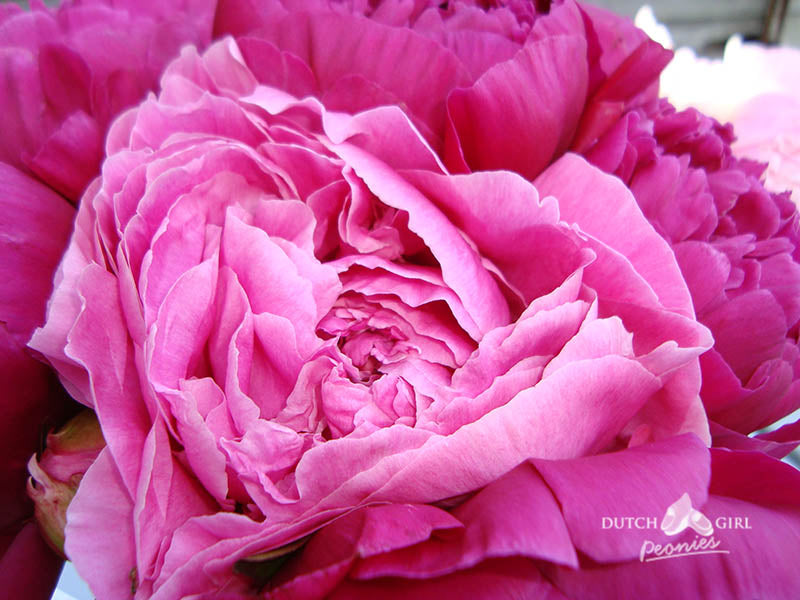 Dark pink peony flower