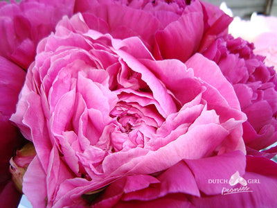 Dark pink peony flower
