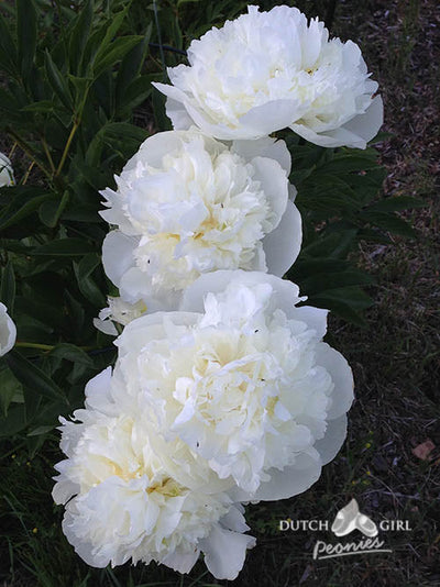 Flowering peony with creamy white exterior and yellow interior petals.