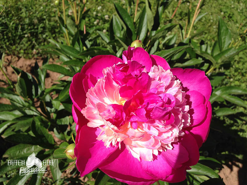 Flowering peony with magenta blooms