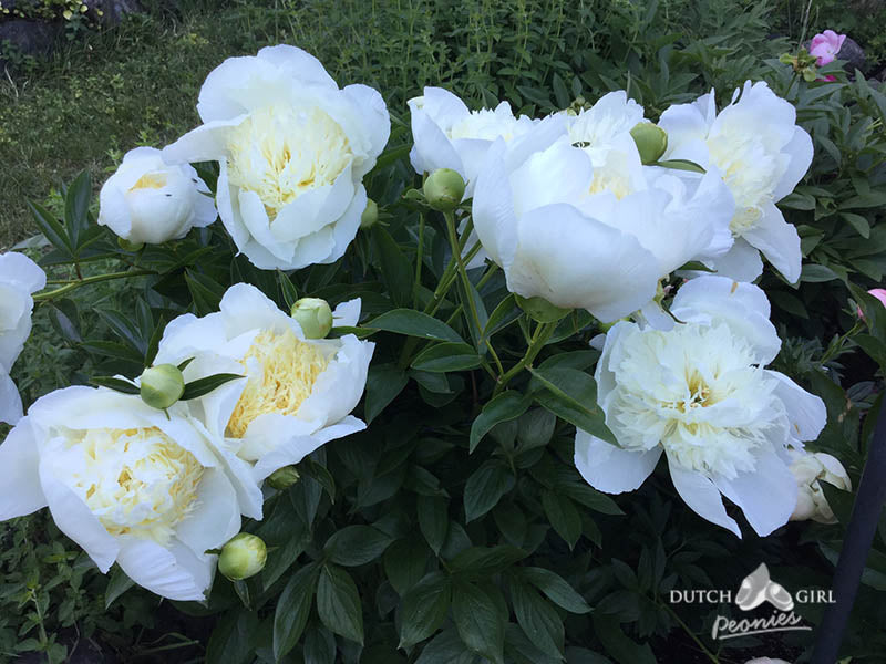 Flowering peony with creamy white and pale yellow blooms