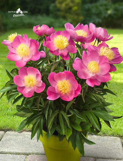 Peony featuring dark pink blooms with yellow centers
