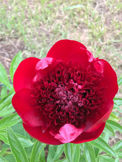 Red Charm (Glasscock, 1944) - Cut flower