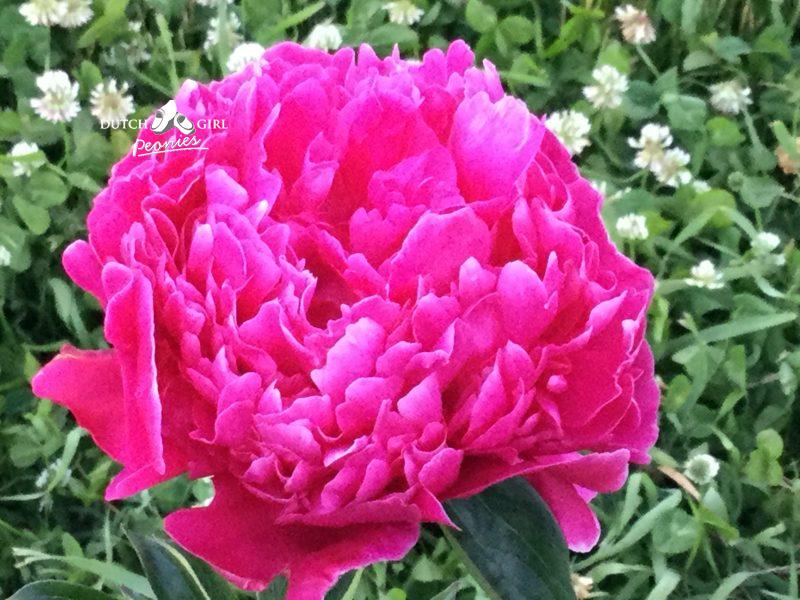Red bloomed peony