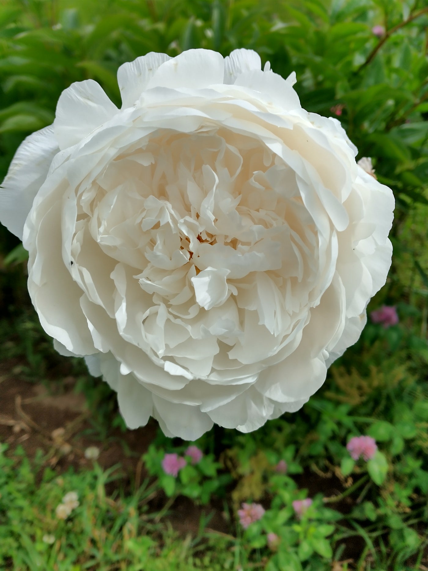 Sarah Bernhardt White - Cut Flower