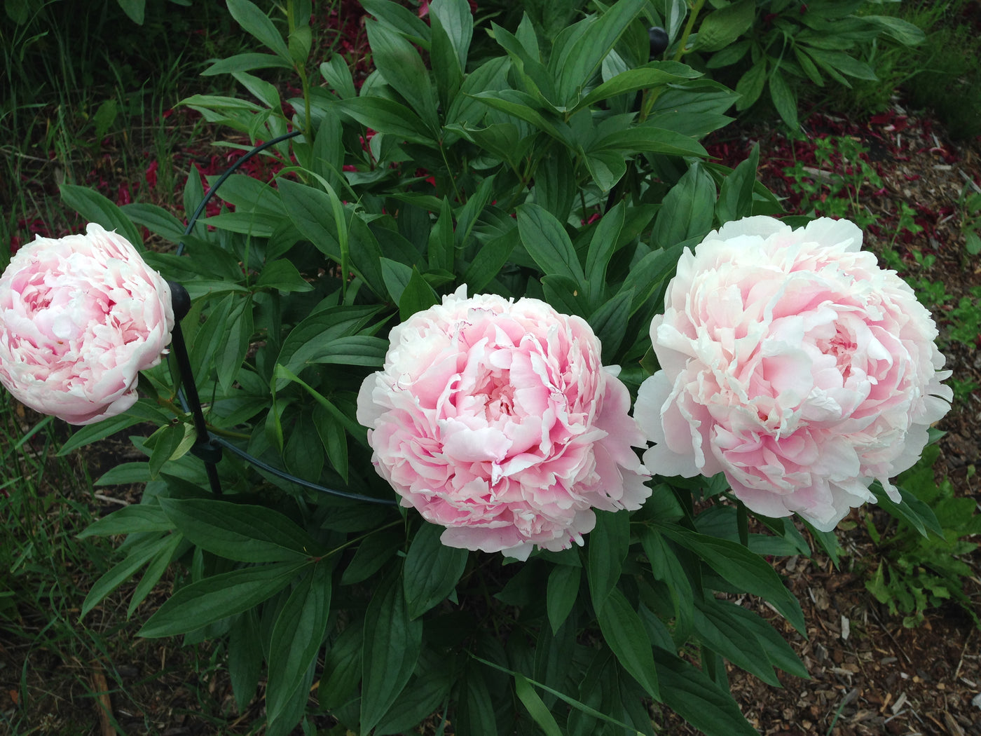 Sarah Bernhardt - Cut flower