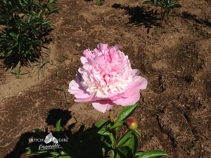 Pink bloomed peony