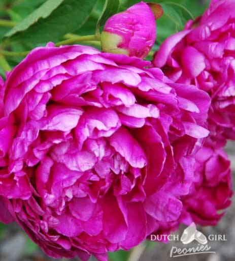Flowering peony with pink, fuchsia or red double blooms.